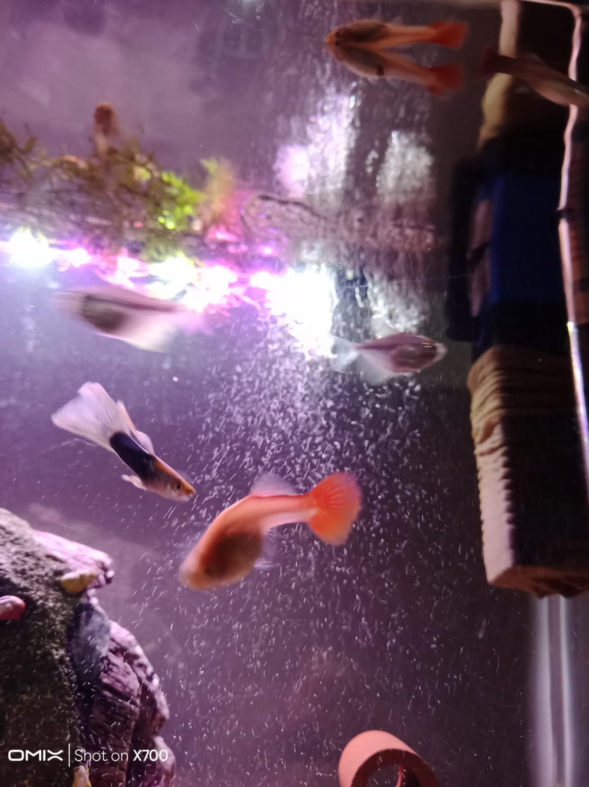 Enriched tank environment